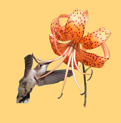 Lilies Digital Art - Taste Of Tiger Lilly peach by Angela Conklin
