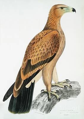 Stunning 1x - Tawny Eagle Aquilla fulvescens from Illustrations of Indian zoology 1830-1834 by John Edward Gra by Shop Ability