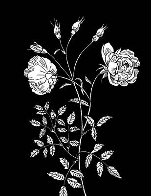 Roses Drawings - Tea Rose on Black by Masha Batkova
