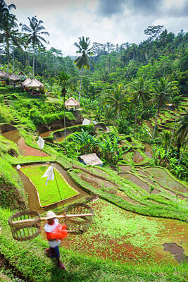The Modern Diner - Tegallalang rice fields in Bali 04 by Mikel Bilbao Gorostiaga