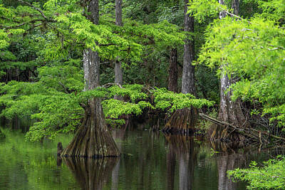 Ring Of Fire Royalty Free Images - Telegraph Swamp Cypress Royalty-Free Image by Joey Waves