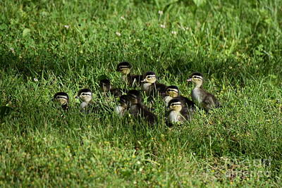 School Tote Bags Royalty Free Images - Ten Wood Duck Ducklings Royalty-Free Image by James Lloyd