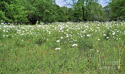 Landscapes Rights Managed Images - Texas Meadow Royalty-Free Image by Jon Burch Photography