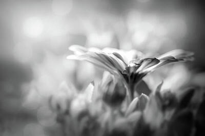Florals Photos - Textured Lavender Osteospermum Black and White  by Carol Japp