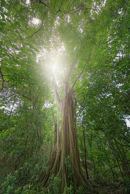 Mark Andrew Thomas Rights Managed Images - The Ancient Tree Royalty-Free Image by Mark Andrew Thomas