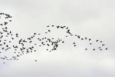 Jouko Lehto Royalty-Free and Rights-Managed Images - The Barnacle geese flock by Jouko Lehto