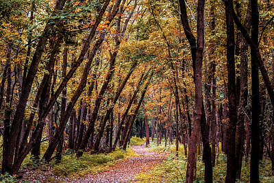 Moody Trees - The Beginning of Fall by Patti Deters