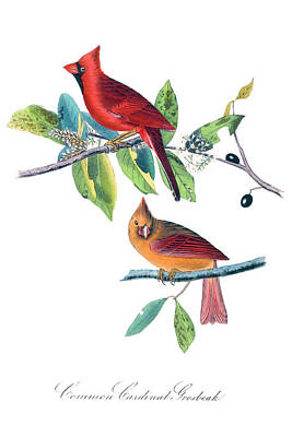 Landmarks Drawings - The Birds of America by Mango Art