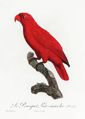 Maps Rights Managed Images - The Cardinal Lory Chalcopsitta cardinalis from Natural History of Parrots by Francois Levaillant Royalty-Free Image by Celestial Images