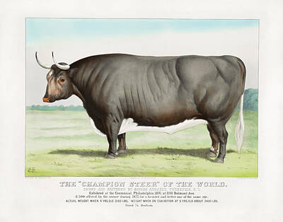 Cities Mixed Media - The Champion Steer Of The World - Pokeepsie NY - 1876 by War Is Hell Store