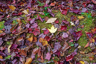 Mans Best Friend Rights Managed Images - The Colors Of Fall Royalty-Free Image by Paul Mashburn