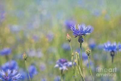 Louis Armstrong - The cornflower field by Anne Haile