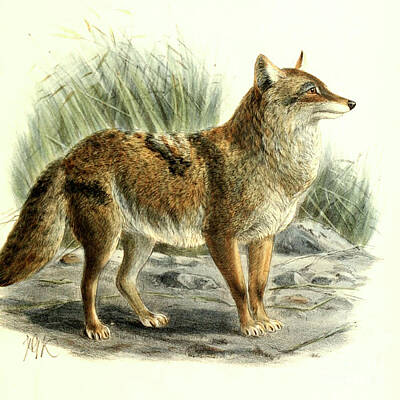 Summer Trends 18 - The coyote Canis latrans c1 by Historic illustrations