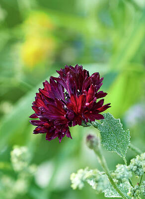 Amy Weiss Royalty Free Images - The Deep Red Cornflower 2 Royalty-Free Image by Jouko Lehto