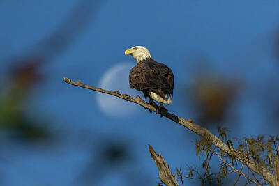 Landmarks Rights Managed Images - The Eagle Has Landed 2 Royalty-Free Image by Steve Rich