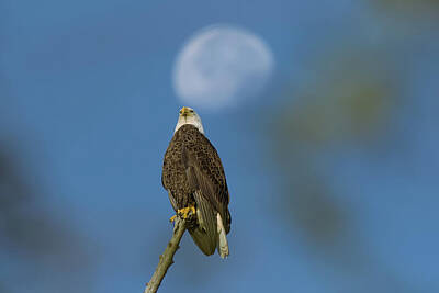 Portraits Rights Managed Images - The Eagle Has Landed 7 Royalty-Free Image by Steve Rich