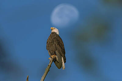 Landmarks Rights Managed Images - The Eagle Has Landed Royalty-Free Image by Steve Rich