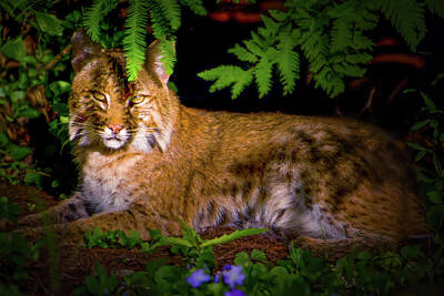 Mark Andrew Thomas Royalty-Free and Rights-Managed Images - The Elegant Bobcat by Mark Andrew Thomas
