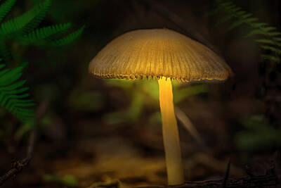 Mark Andrew Thomas Photos - The Enchanted Mushroom by Mark Andrew Thomas