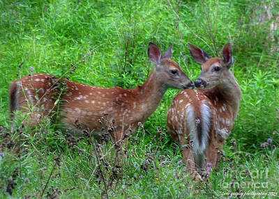 Patriotic Signs - The Fawns Of August by Tami Quigley