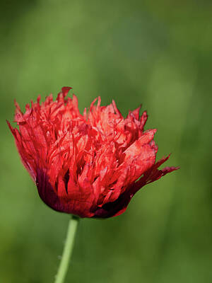 Jouko Lehto Photos - The flaming red poppy 1 by Jouko Lehto