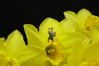 1-feathers - The Flower Lady With Daffodils 3 by Steve Purnell