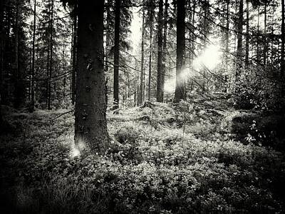 Jouko Lehto Royalty-Free and Rights-Managed Images - The Forest in evening light BW IR by Jouko Lehto