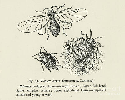 Ingredients Rights Managed Images - The fruit growers guide  Vintage illustration of schizoneura lanigera, woolly aphis bug Royalty-Free Image by Shop Ability
