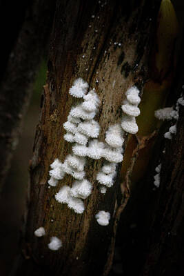 Mark Andrew Thomas Photos - The Fuzzy Mushroom Tree by Mark Andrew Thomas