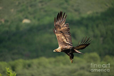 Go For Gold - The golden eagle Aquila chrysaetos r2 by Eyal Bartov