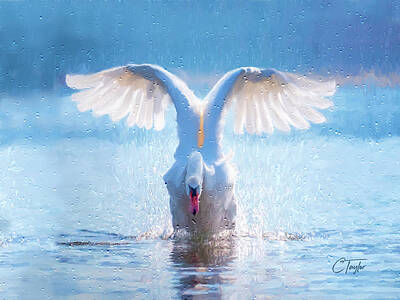 Birds Mixed Media Rights Managed Images - The Graceful Landing Royalty-Free Image by Colleen Taylor