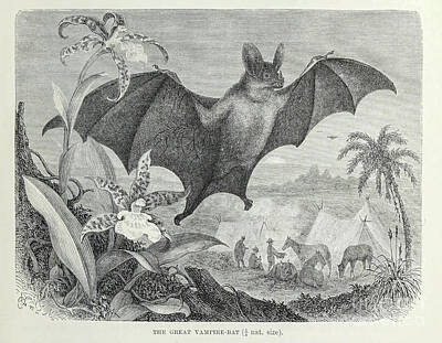 Kitchen Mark Rogan - The Great Vampire-Bat l5 by Historic illustrations