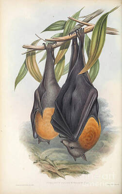Forest Landscape - The grey-headed flying fox Pteropus poliocephalus c1 by Historic Illustrations