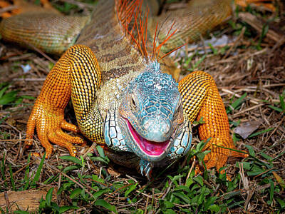 Reptiles Photo Royalty Free Images - The Happy Iguana Royalty-Free Image by Galen Mills
