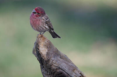 Marilyn Monroe - The Inquisitive House Finch by Jim Cook