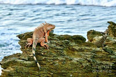 Reptiles Photo Royalty Free Images - The King Royalty-Free Image by JL Images