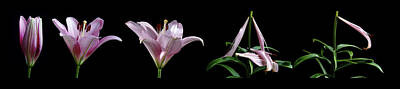 Lilies Royalty Free Images - The Life of a Lily Royalty-Free Image by Mark Ivins