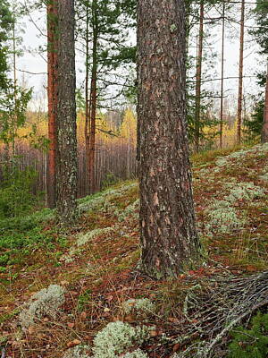Forest Landscape - The north side. Pine forest by Jouko Lehto