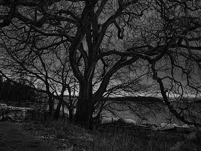 Jouko Lehto Photos - The old tree by the lake with the first snow and a cloudy night. BW by Jouko Lehto