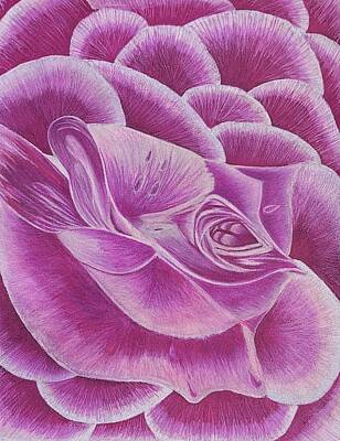 Roses Drawings - The Perfect Rose by Barbara Zipperer