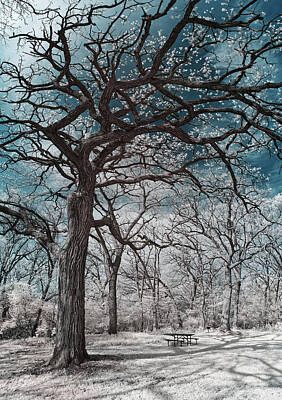 Granger - The Picnic Oak - Oak leafing out at Lake Kegonsa state park with picnic table in infrared by Peter Herman