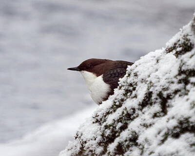 Abstract Airplane Art - The profile. White-throated dipper by Jouko Lehto