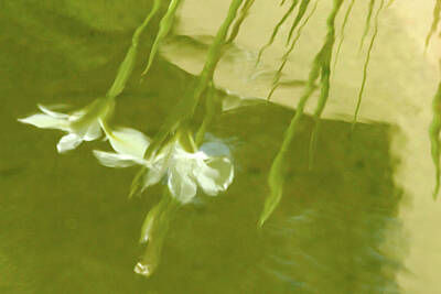 Impressionism Photo Royalty Free Images - The Reflecting Pond Royalty-Free Image by Peter Tellone