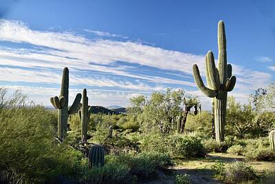 The Rolling Stones Royalty Free Images - The Saguaros Royalty-Free Image by Susan Chesnut