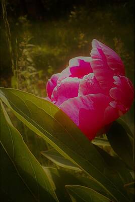 Floral Mixed Media - The Shy Peony by Mike Breau