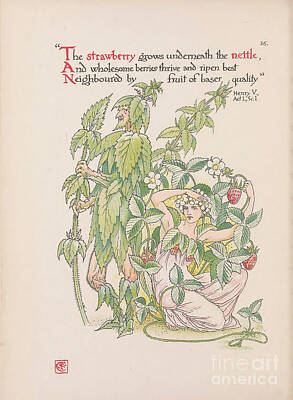 Food And Beverage Drawings - The Strawberry Grows underneath the Nettle f2 by Historic Illustrations
