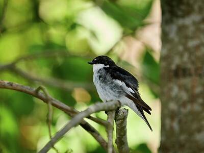 Game Of Chess - The stress of the summer shows. European pied flycatcher by Jouko Lehto