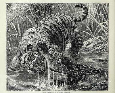 Reptiles Drawings Royalty Free Images - The Struggle in the Stream l5 Royalty-Free Image by Historic illustrations