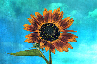 Sunflowers Rights Managed Images - The Sunflower and the Blue Sky Royalty-Free Image by AS MemoriesLiveOn