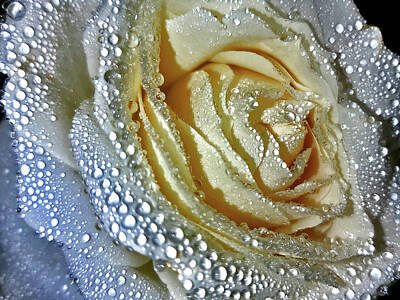 Travel Pics Digital Art Royalty Free Images - The Tears of the Rose. Royalty-Free Image by Andy i Za